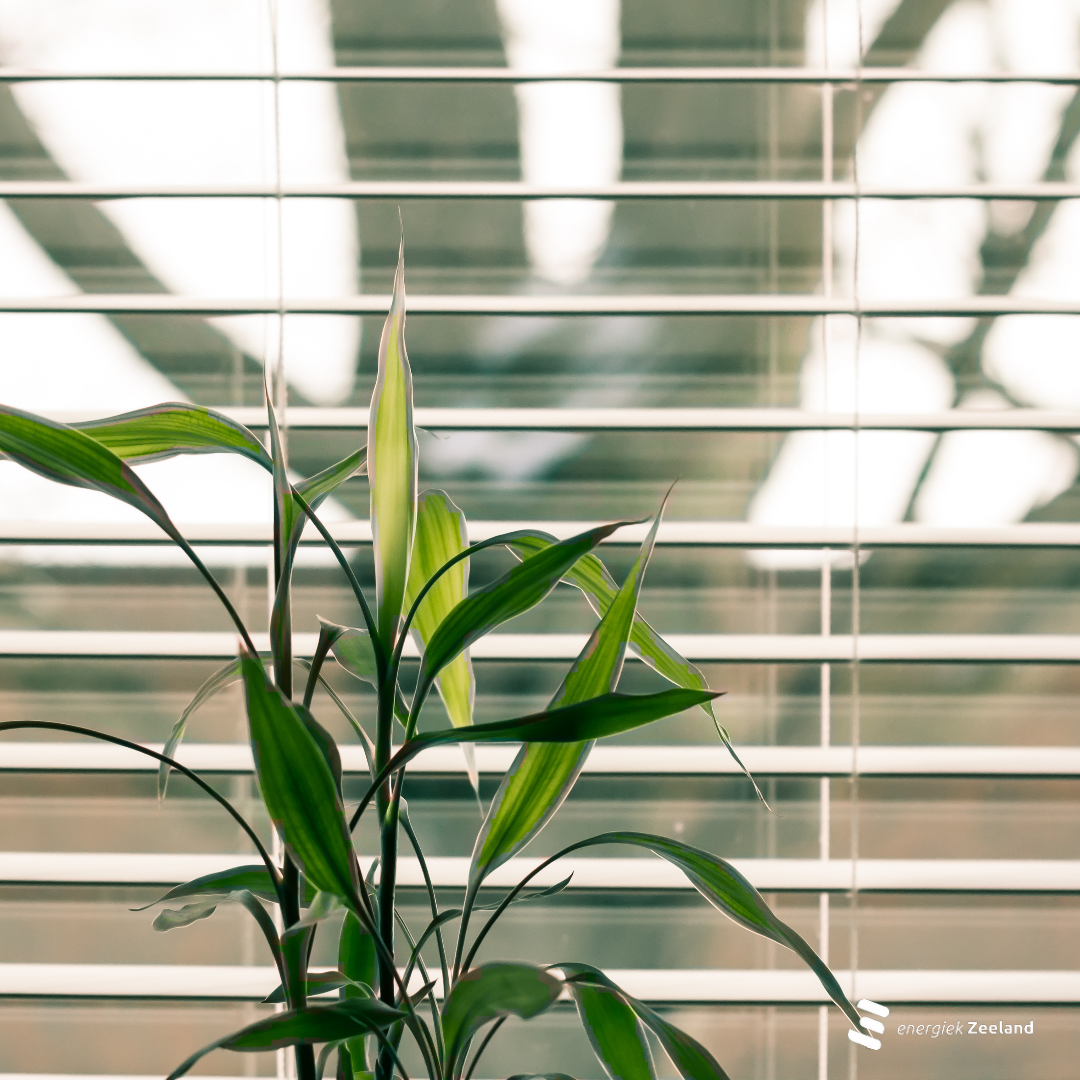 luxaflex met raam en plant